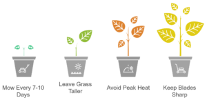 Illustration showing summer lawn mowing best practices, including mowing every 7–10 days, leaving grass taller, avoiding peak heat, and keeping mower blades sharp
