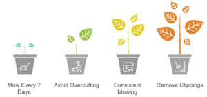 Illustration showing steps to achieve a healthy spring lawn, including mowing every 7 days, avoiding overcutting, consistent mowing, and removing grass clippings