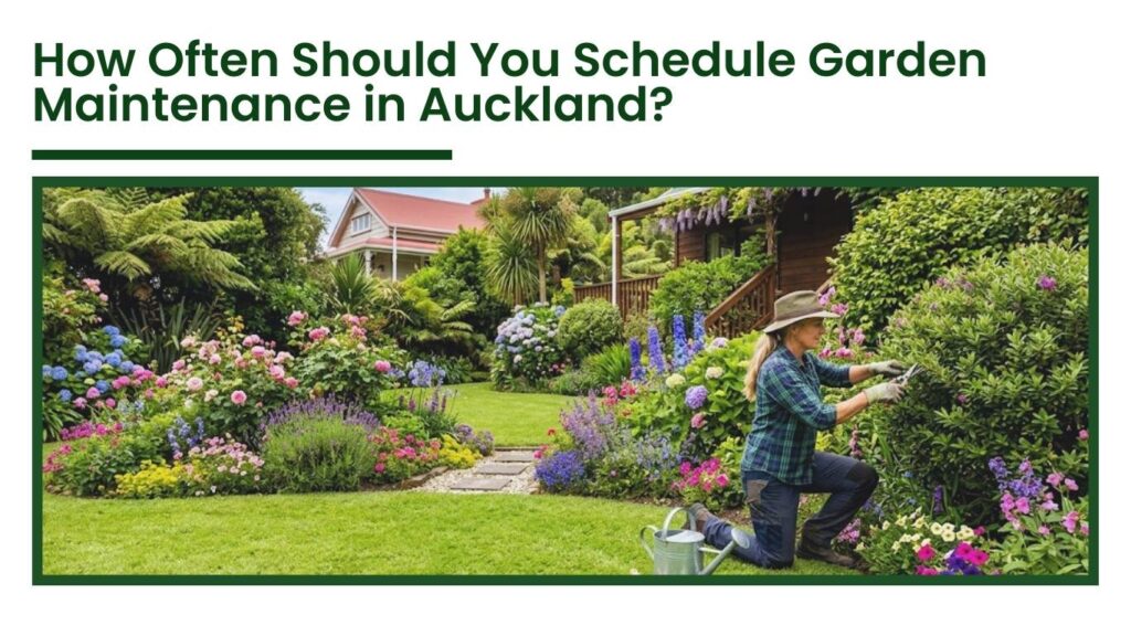 Gardener trimming hedges in a colorful residential garden while performing regular garden maintenance in Auckland with a neatly maintained lawn and flower beds.