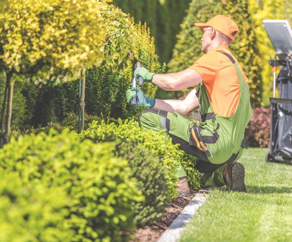 Professional gardener trimming and shaping hedges with pruning shears in a well-maintained residential garden, performing precise hedge maintenance and landscaping.