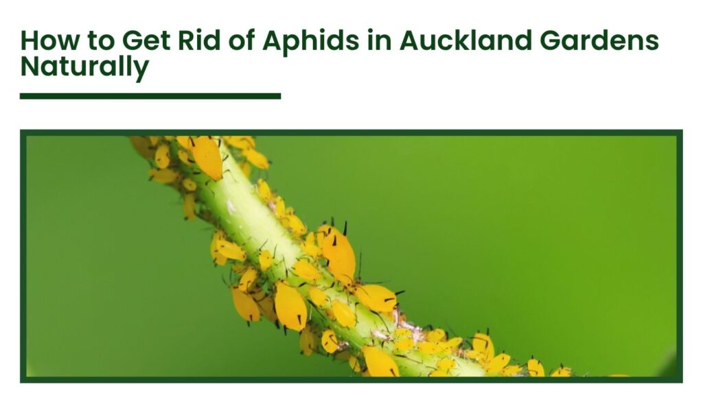 Yellow aphids infestation on plant stem in Auckland garden being treated naturally