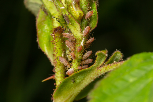 Close-up of aphids on plant stem and leaves showing pest infestation in garden