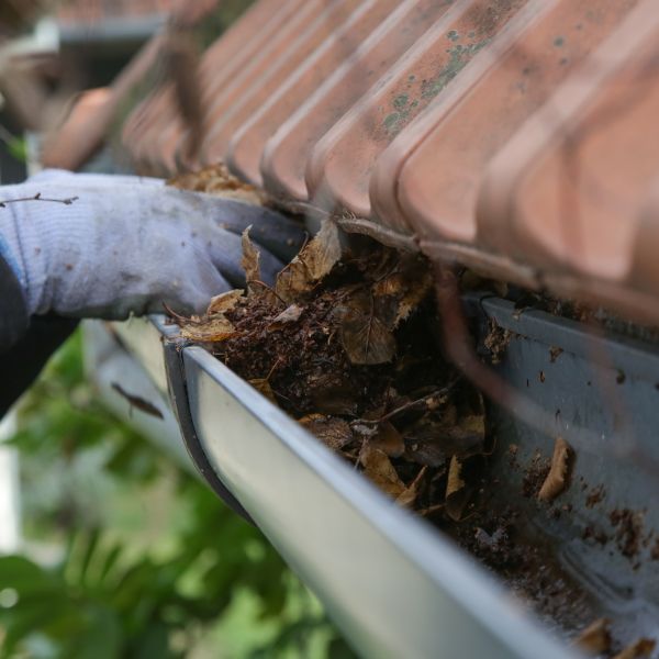 Person removing leaves and debris from a clogged roof gutter during professional gutter cleaning service in Auckland.