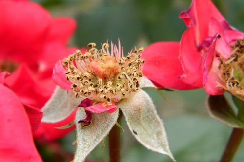 Aphids on rose flower in Auckland garden showing pest damage on petals and buds