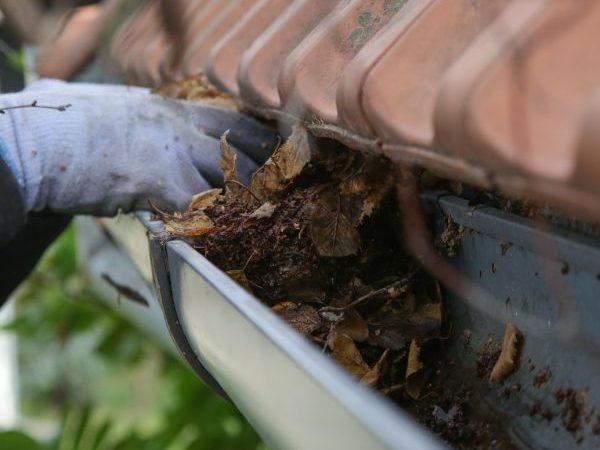 Person removing leaves and debris from a clogged roof gutter during professional gutter cleaning service in Auckland.